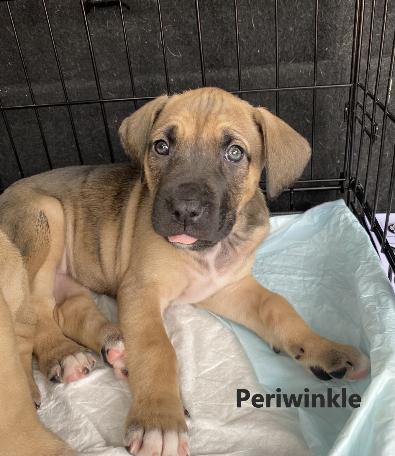 Periwinkle